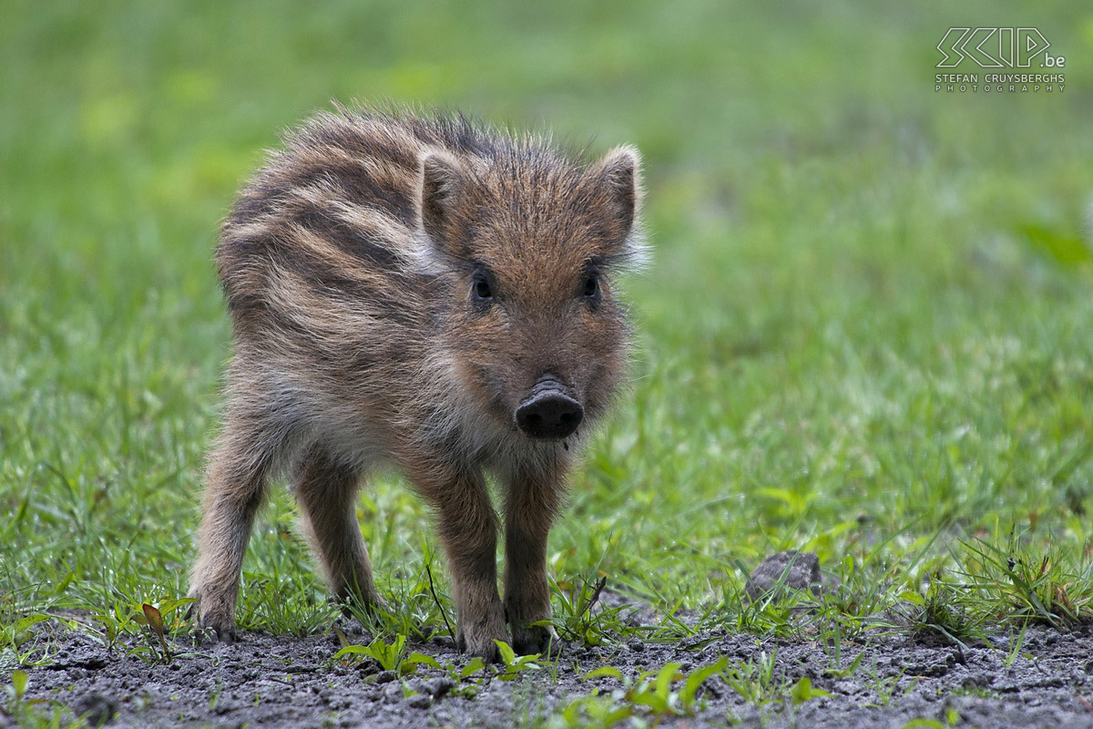 Young wild animals - Wild boar piglet This spring I spent a lot of time in nature and I had some unique opportunities to photograph some young animals and birds. These are my best photos of a wild boar piglet, young tawny owls, a juvenile woodpecker and a cute red fox cub. All photos except the ones of the wild boars are made in their natural habitat in my home region.  Stefan Cruysberghs